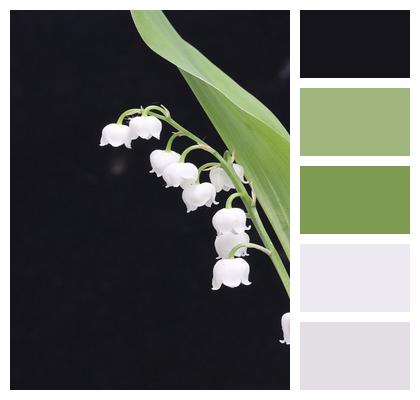 May Flower Lily Of The Valley Image